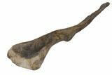 Hadrosaur (Maiasaur) Ischium with Stand - Montana #148786-5